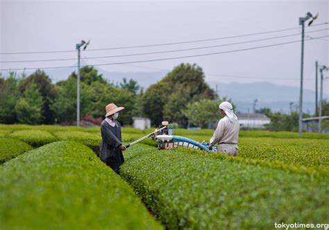 Green tea harvest (ichiban cha) — Tokyo Times