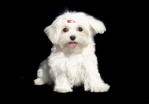 How to Determine How Big a Maltese Puppy Will Get | Animals - mom.me