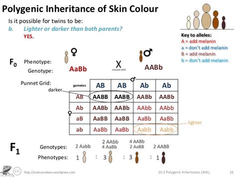 👍 Polygenic inheritance skin color. Polygenic inheritance and ...