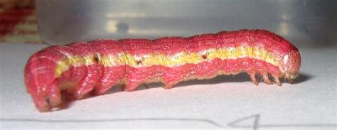 Pink Caterpillar | The Backyard Arthropod Project