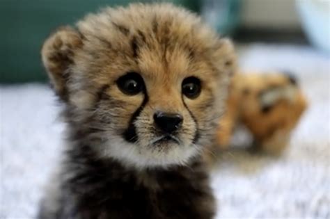 Free photo: Cheetah Cubs - Animal, Cheetah, Cub - Free Download - Jooinn