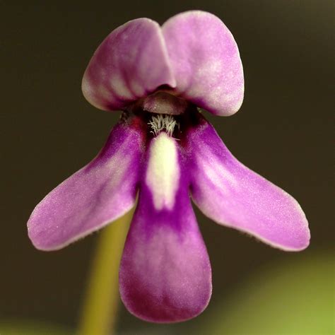 Pinguicula macrophylla - Mexican Butterwort | Curious Plant