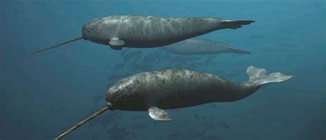 narwhal | Narwhal Adaptations Related Keywords - Narwhal Adaptations ... | Narwhal, Adaptations ...