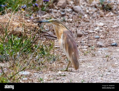 Squacco Heron (Ardeola ralloides), in natural habitat, Agia Vavara, Cyprus Stock Photo - Alamy