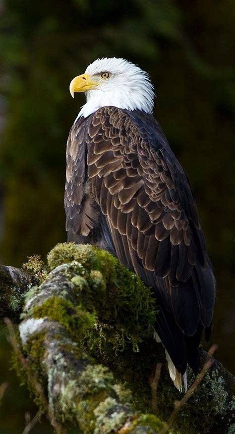 343 best images about Eagles on Pinterest | Raptors, The eagles and Kites