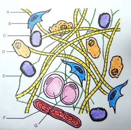 √ Connective Tissue Matrix Coloring : Extracellular Matrix Wikipedia ...