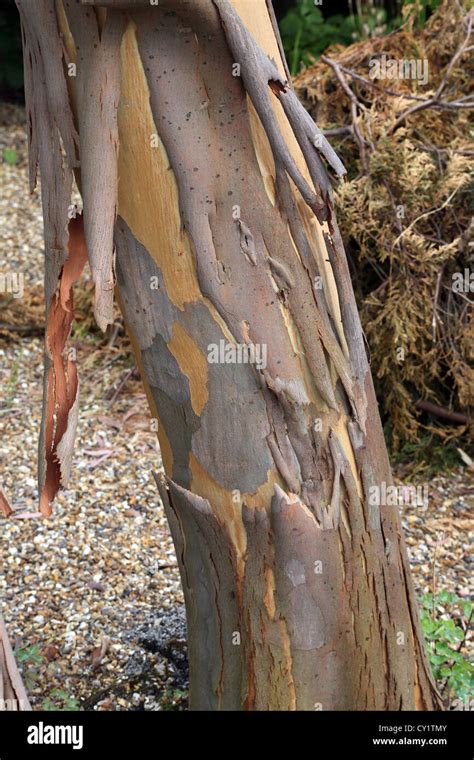 Peeling Bark of Eucalyptus Tree In Garden England Stock Photo - Alamy