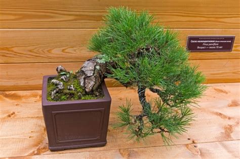 64 Incredible Types of Bonsai Trees with Pictures | Florgeous Maple Bonsai, Pine Bonsai, Juniper ...