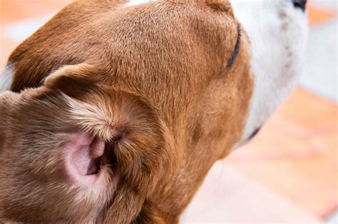 Pet Ear Infection Information | Veterinary Skin & Ear | LA