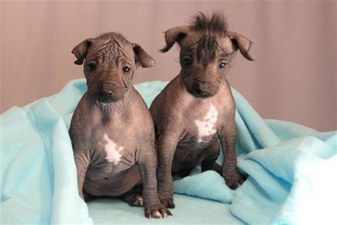 100 Xoloitzcuintli ideas | mexican hairless dog, hairless dog, xoloitzcuintli