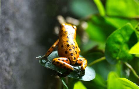 Poisonous Dendrobatidae Frogs are Aposematic Organisms and Critically ...