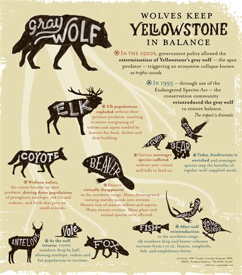 Infographic: Wolves Keep Yellowstone in the Balance | Earthjustice