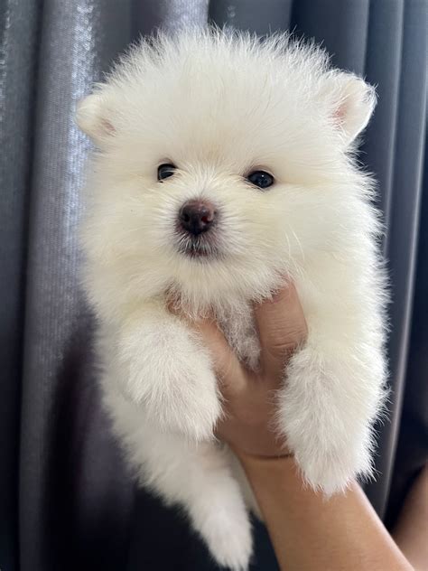 Pomeranian puppies - Pet Finder Philippines - Buy and Sell Pets Online