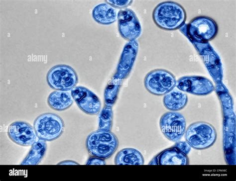 Candida Albicans Structure