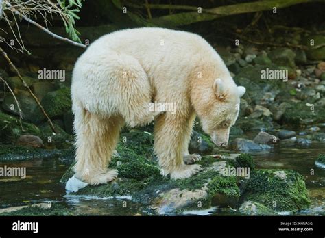 Kermode or "Spirit" bear (Ursus americanus kermodei), White form of American Black Bear, Great ...