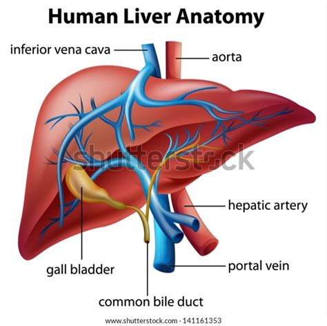 Illustration der Anatomie der menschlichen Leber: Stock-Vektorgrafik ...