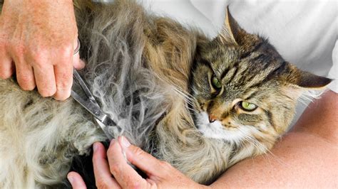 How to prevent and treat matted cat fur | PetsRadar