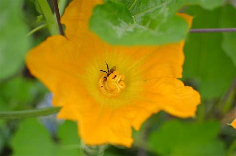 Male vs Female Pumpkin Flowers | Plant Addicts