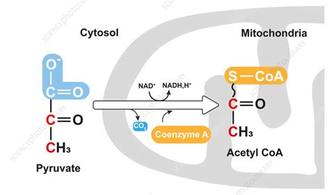 Pyruvate oxidation, illustration - Stock Image - F037/4574 - Science ...