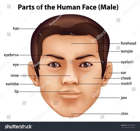 Illustration Features Human Face Stock Vector (Royalty Free) 131979899 ...