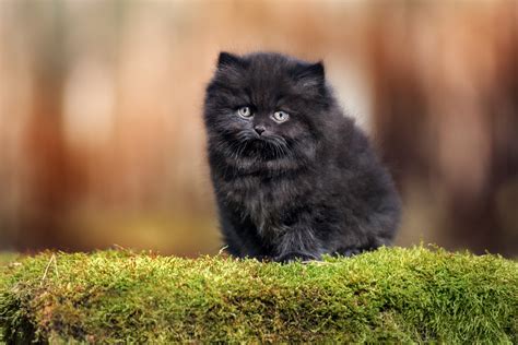 How to Take Care of Your British Longhair Cat - MyStart