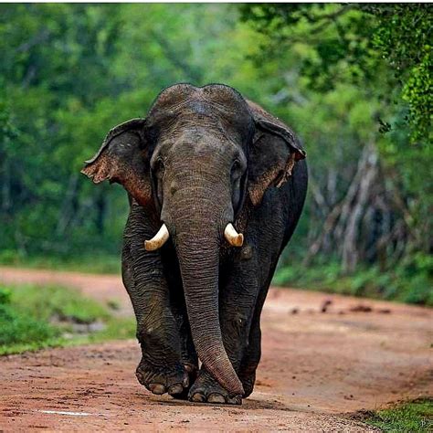 Elephant in Sri Lanka in 2021 | Elephant, Cute baby elephant, Animals