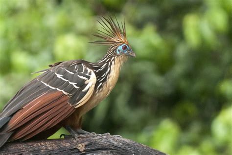 Wildlife Guide - Hoatzin | Tambopata, Peru - Rainforest Expeditions