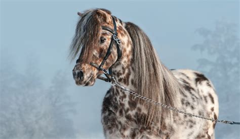 19 Appaloosa Horse Facts You Didn't Know - Helpful Horse Hints