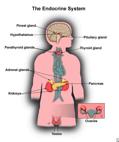 the Endocrine Glands Structure And Function major endocrine glands ...