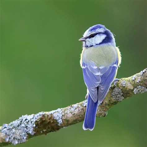 Bird Photography - How to Take Great Pictures - YourPictureFrames.com Blog