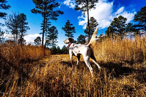 Georgia Quail Hunting - Guided Quail Hunts - High Adventure