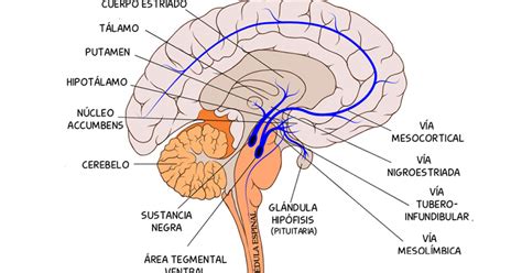 Vía tuberoinfundibular: qué es y cómo funciona esta ruta del cerebro