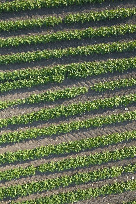 Aerial view of a potato field 27090197 Stock Photo at Vecteezy