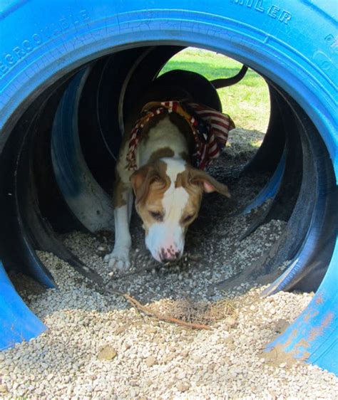 DIY Tire Tunnel - petdiys.com