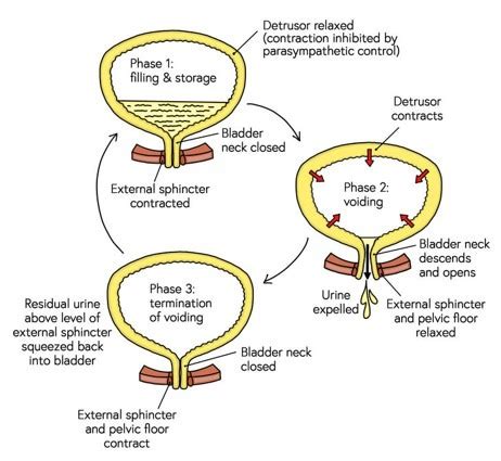 bladder function Diagram | Quizlet