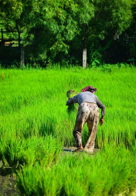 Rice Field in Mekong Delta, Southern Vietnam Stock Photo - Image of ...