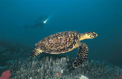 Sea turtle | Description, Species, Habitat, & Facts | Britannica