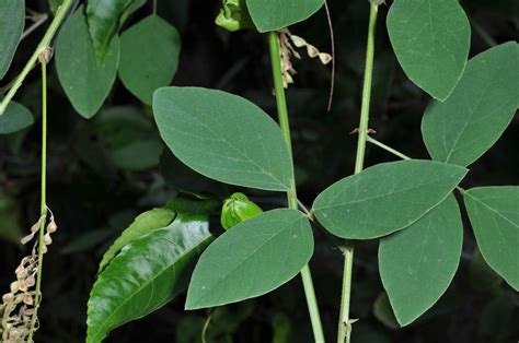 Desmodium plant 1 (Fabaceae) image 43335 at PhytoImages.siu.edu