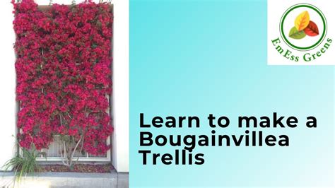 Bougainvillea Trellis Wall