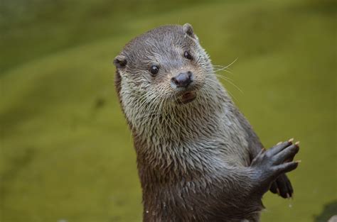 201 Cute Otter Names that Will Have Everyone Talking - Animal Hype