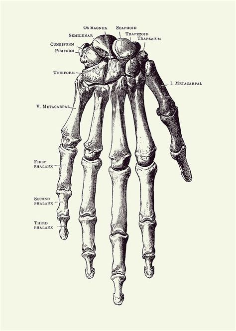 Down Facing Hand Skeletal Diagram - Anatomy Print 2 Drawing by Vintage ...