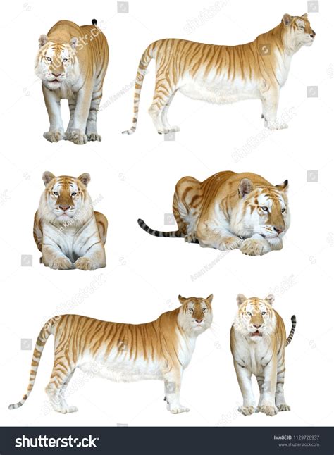 Male Female Golden Tabby Tiger Isolated Stock Photo 1129726937 | Shutterstock