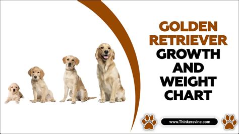 Golden Retriever Growth And Weight Chart - A Practical Guide