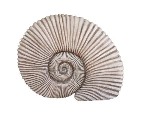 Fossil Sea Shell Isolated On White Stock Photo - Image of ancient, aquatic: 192803726