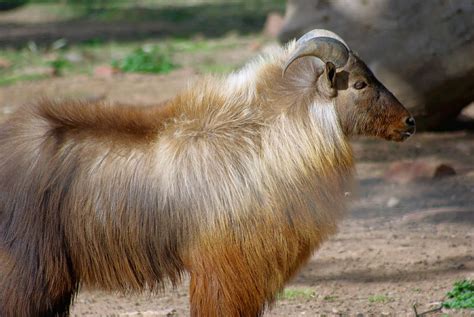 Himalayan Tahr - Altina Wildlife Park