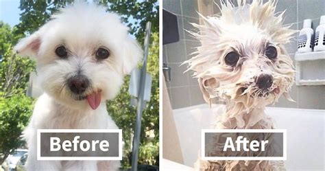 10+ Funny Dog Pics Before And After A Bath | Bored Panda