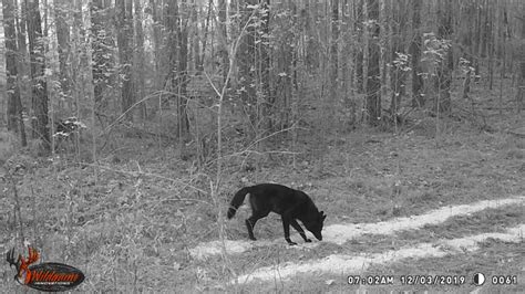 Black coyote? | North Carolina Hunting and Fishing Forums