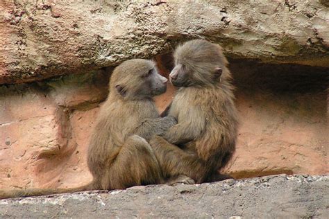 Kissing Monkeys | Taken at Paignton Zoo | Paul Turton | Flickr