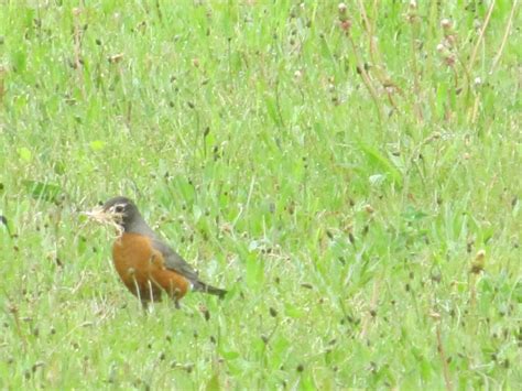 American Robin Nest (Part 1) - FeederWatch