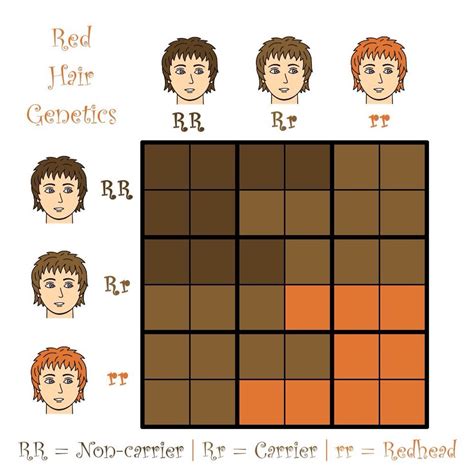 Red head genetics | Red hair genetics, Red hair, Hair color